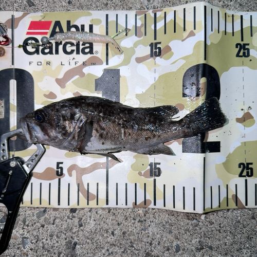 クロソイの釣果