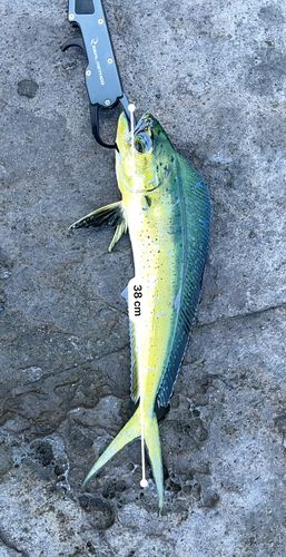 シイラの釣果
