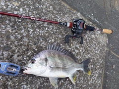 キビレの釣果