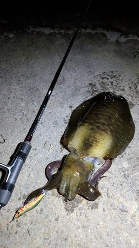アオリイカの釣果
