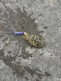 コウイカの釣果