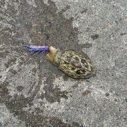 コウイカ