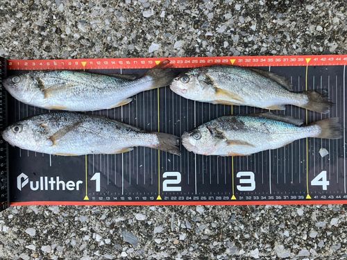 イシモチの釣果