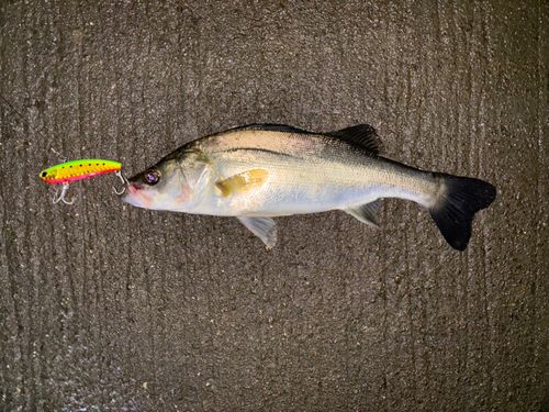 セイゴ（タイリクスズキ）の釣果