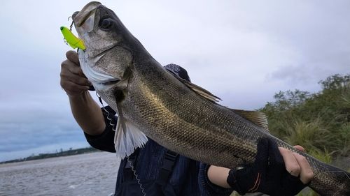 シーバスの釣果