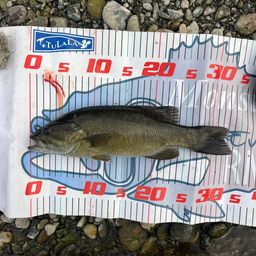 スモールマウスバス