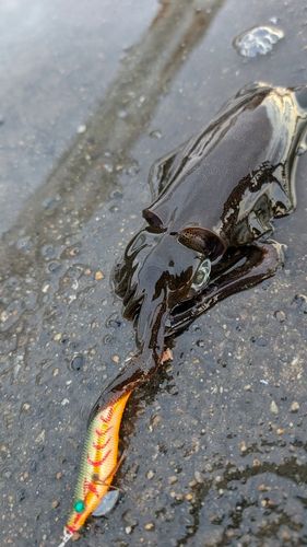 泉佐野食品コンビナート
