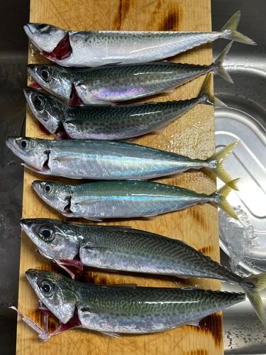 サバの釣果