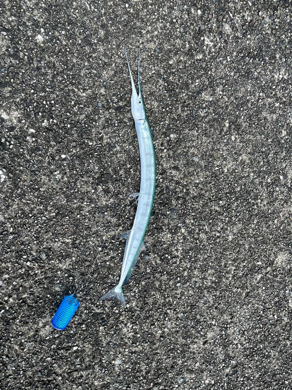 サバ