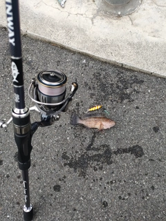 オオモンハタの釣果