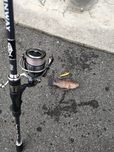 オオモンハタの釣果