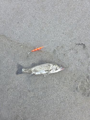 大倉戸海岸