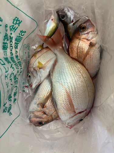 伊勢湾