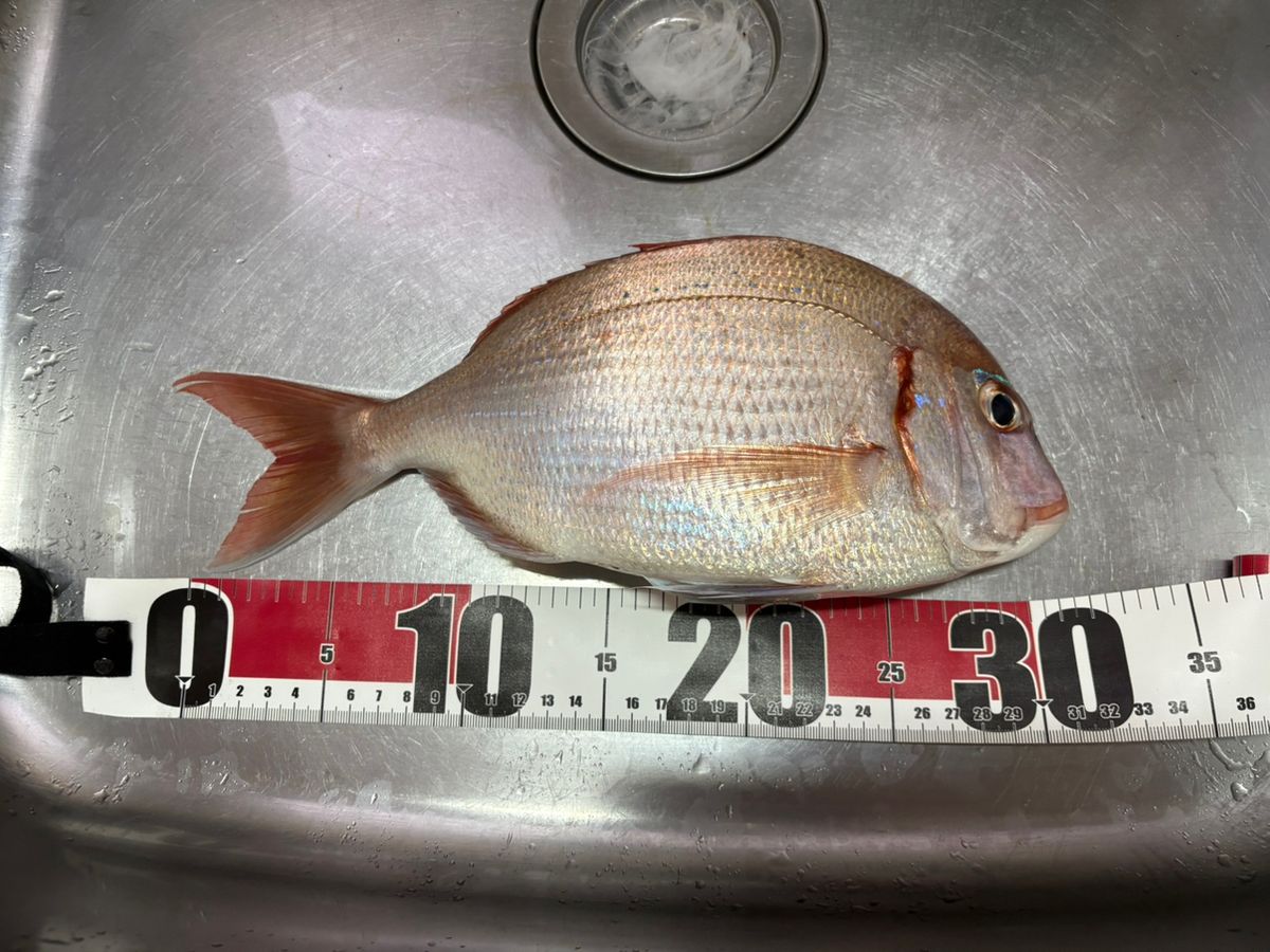 まるネコさんの釣果 2枚目の画像