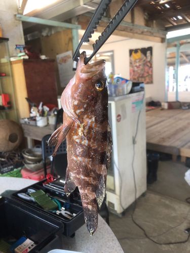 キジハタの釣果