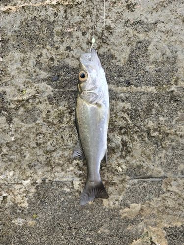 セイゴ（ヒラスズキ）の釣果