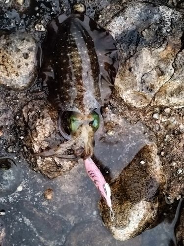 アオリイカの釣果
