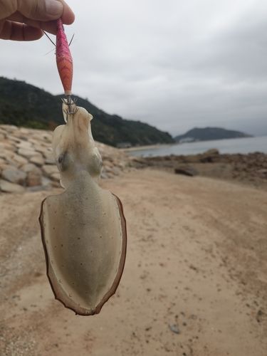 コウイカの釣果