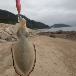 コウイカ