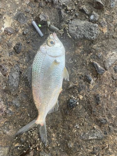 クロサギの釣果