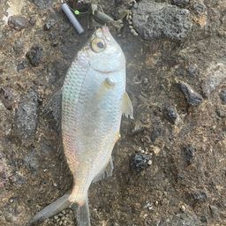 クロサギ