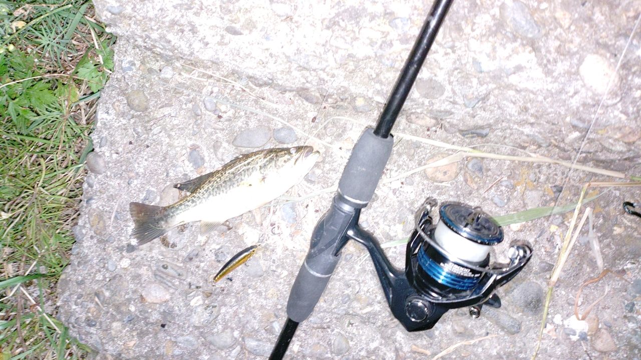 ラージマウスバス