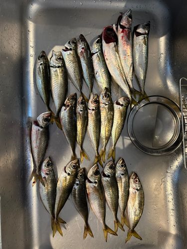 アジの釣果