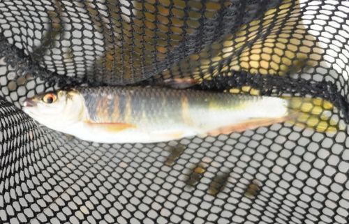 オイカワの釣果