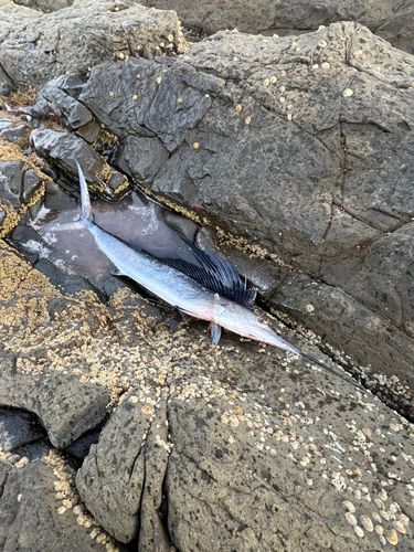 バショウカジキの釣果