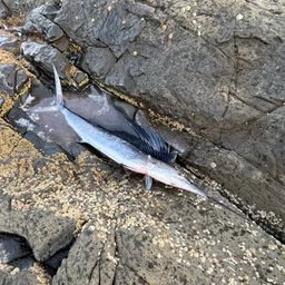 バショウカジキ