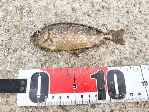 アイゴの釣果