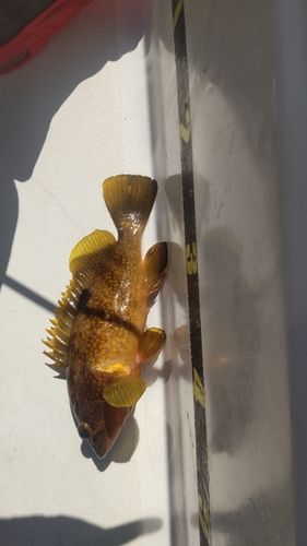 キジハタの釣果