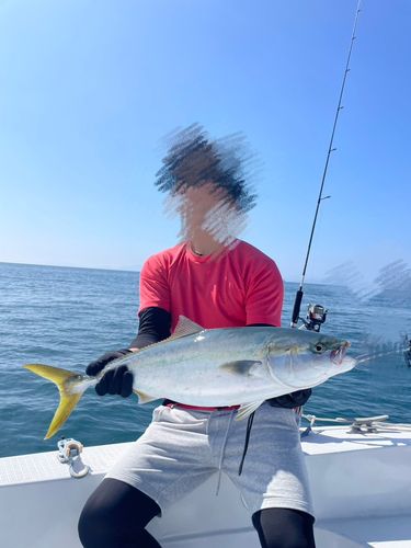 ハマチの釣果