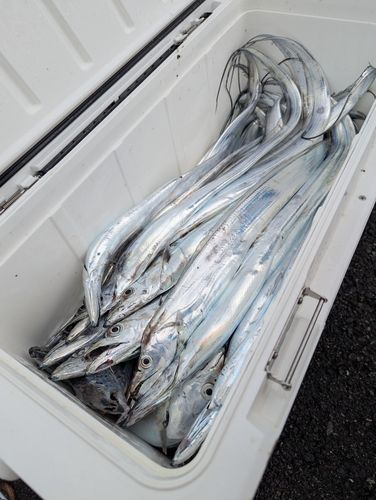 タチウオの釣果