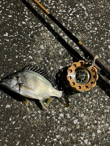 キビレの釣果