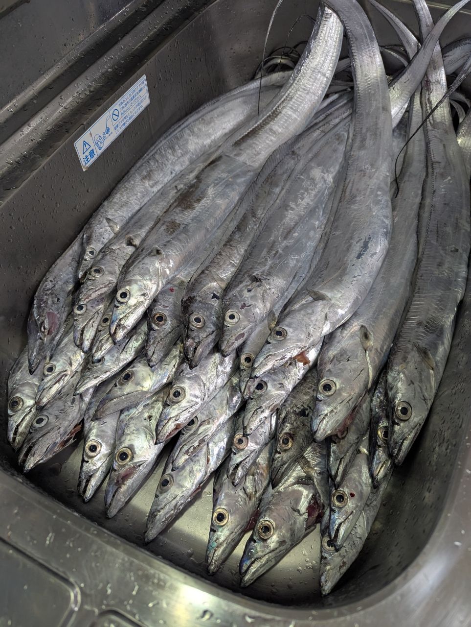 いーだmeshiさんの釣果 2枚目の画像