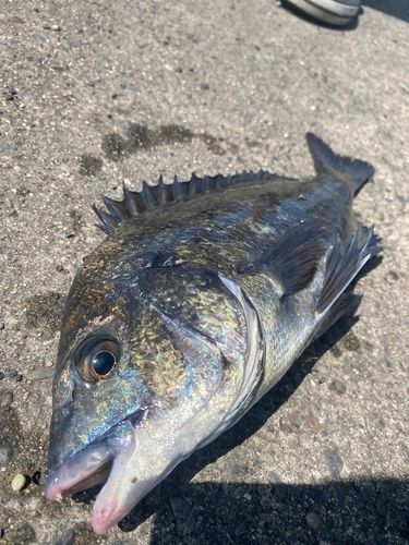 チヌの釣果