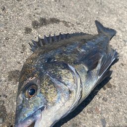 チヌ