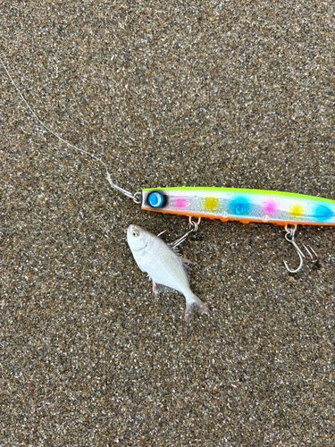 ムツの釣果