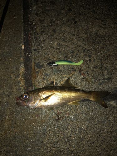 ムツの釣果