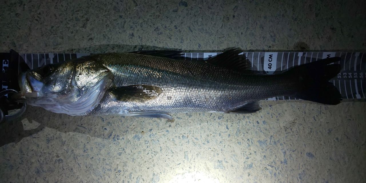 ZENAQ プレジールアンサーの最安値・インプレ・釣果 | 本音の口コミが