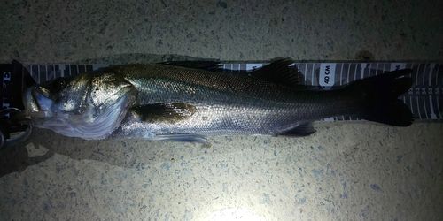 シーバスの釣果