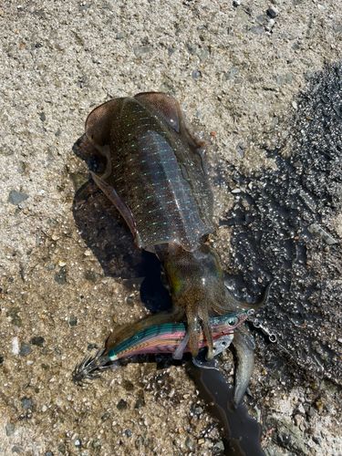 アオリイカの釣果