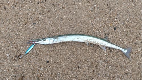 ダツの釣果