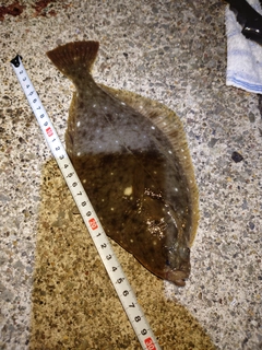 カレイの釣果