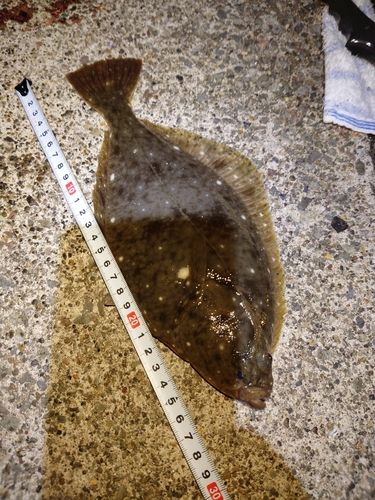 カレイの釣果