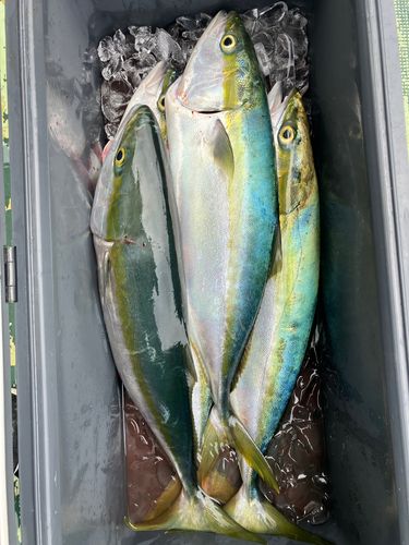 ブリの釣果