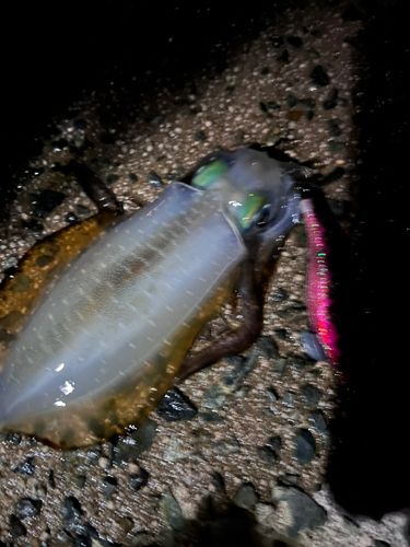アオリイカの釣果