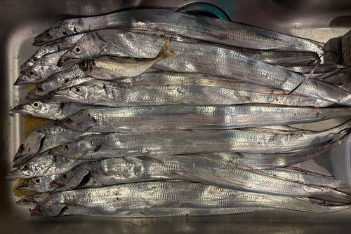 タチウオの釣果