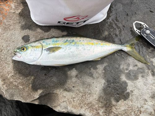 ワカシの釣果